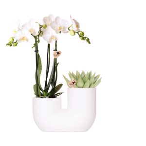 Kolibri-Orchideen | Set aus weißer Orchidee Amabilis und Sukkulente im Tube Dekotopf weiß - Topfgröße Ø9cm | blühende Zimmerpflanze – frisch vom Züchter