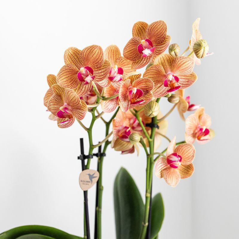 Phalaenopsis Orchidee Jamaika | mit Topf Ø9 cm | orange | by Kolibri – Bild 3