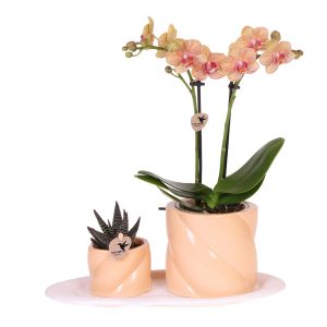 Orchideen & Grünpflanzen-Set Optimismus klein | mit Topf Ø9 & Ø6 cm | orange | by Kolibri