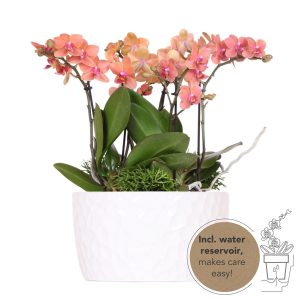 Phalaenopsis Orchideen Jungle Bouquet | mit Keramik Topf Ø30 cm | Orange | by Kolibri