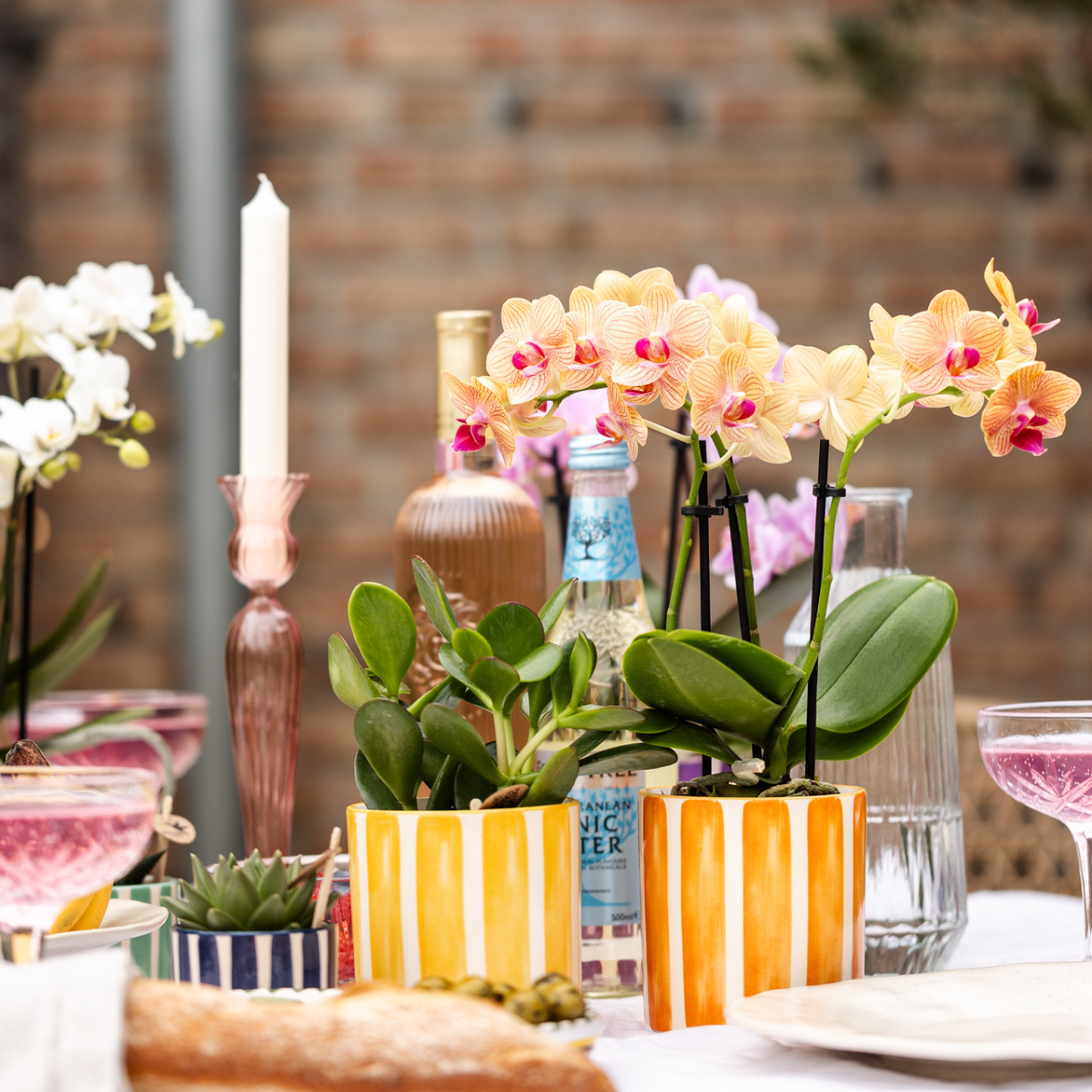 Phalaenopsis-Orchidee Jamaica im Topf Ø9 cm | orange | by Kolibri – Bild 2