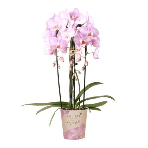 Colibr Orchideen | Pink Phalaenopis Orchidee - Nagara Fall - Potmate Ø12CM | -Anlaboranlage - frisch vom Züchter aus