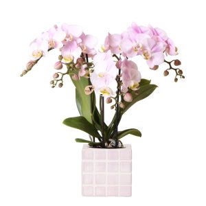 Kolibri-Orchideen | rosa Phalaenopsis-Orchidee Portugal + Mosa Dekotopf rosa - Topfgröße Ø9cm | blühende Zimmerpflanze – frisch vom Züchter
