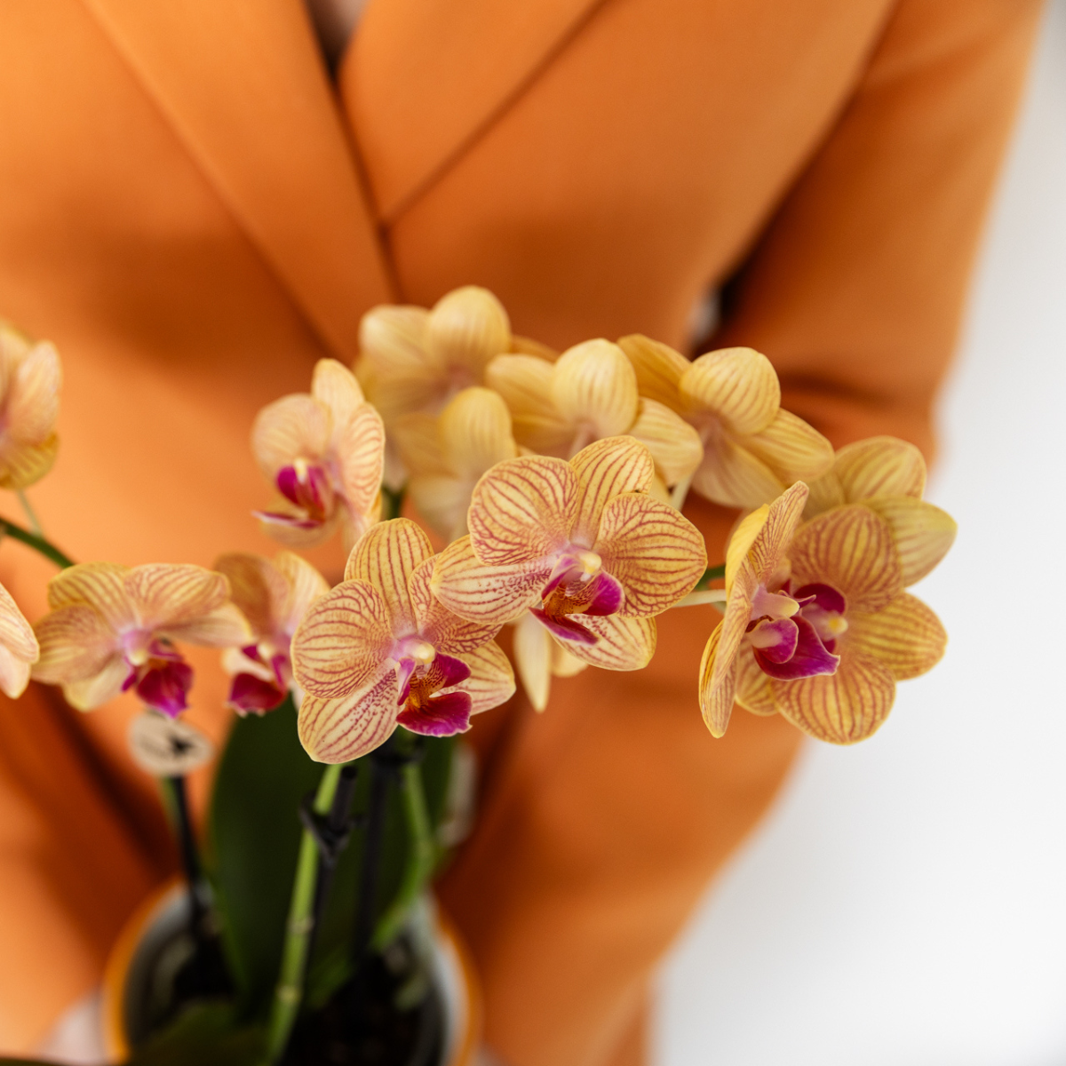 Phalaenopsis-Orchidee Jamaica im Topf Ø9 cm | orange | by Kolibri – Bild 4