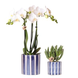 Kolibri-Orchideen | Set aus weißer Phalaenopsis-Orchidee Amabilis und Sukkulente Crassula Hobbit in bemaltem Streifentopf blau – Topfgröße Ø9cm + Ø6cm | blühende Zimmerpflanze – frisch vom Züchter