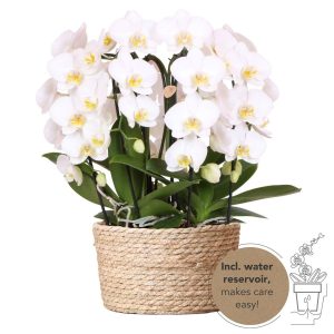 Orchideen Mono-Bouquet Niagara | mit Topf Ø12 cm | weiß | by Kolibri