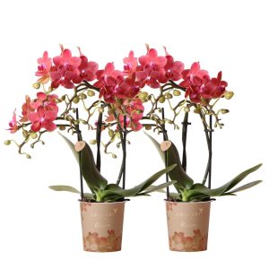 Colibr Orchideen | Combi -Deal von 2 roten Phalaenopsis -Orchideen - Kongo - Potmate Ø9cm -Firming -Raumpflanze - frisch vom Züchter