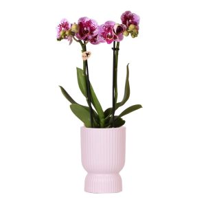Phalaenopsis Orchidee El Salvador | mit Topf Ø9 cm | rosa-lila | by Kolibri