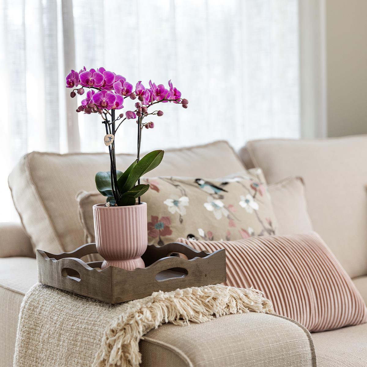 Phalaenopsis Orchidee El Salvador | mit Topf Ø9 cm | rosa-lila | by Kolibri – Bild 2