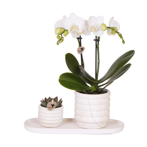 Kolibri-Unternehmen | Pflanzenset Slow Living klein | Weiße Phalaenopsis-Orchidee und Sukkulente inkl. dekorativer Keramiktöpfe auf weißem Bio-Tablett