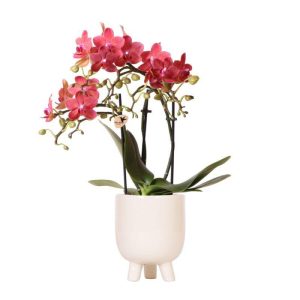 Colibr Orchideen | Red Phalaenopsis Orchidee - Kongo + Gummi -Pot -Trattine - Topfmaß Ø9cm | blühende Raumpflanze im Blumentopf - frisch vom Züchter aus