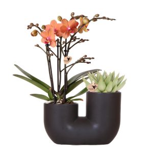 Phalaenopsis Orchidee Bolzano & Sukkulente | mit Topf Ø9 cm | orange | by Kolibri