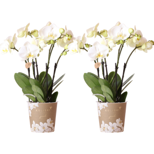 Kolibri-Orchideen I KOMBI-ANGEBOT mit 2 weißen Phalaenopsis-Orchideen - Topfgröße Ø12cm | blühende Zimmerpflanze – frisch vom Züchter