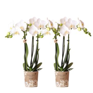 Colibr Orchideen | Combi -Deal von 2 weißen Phalaenopsis -Orchideen - Amabilis - Topfmaß Ø9cm | -Anlaboranlage - frisch vom Züchter aus