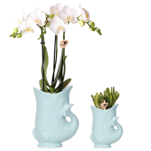 Kolibri-Orchideen | Pflanzenset Fisch Türkis | Set mit weißer Phalaenopsis-Orchidee Amabilis Ø9cm und grüner Pflanze Sukkulente Crassula Hobbit Ø6cm | inkl. türkisfarbenen Keramik-Dekotöpfen