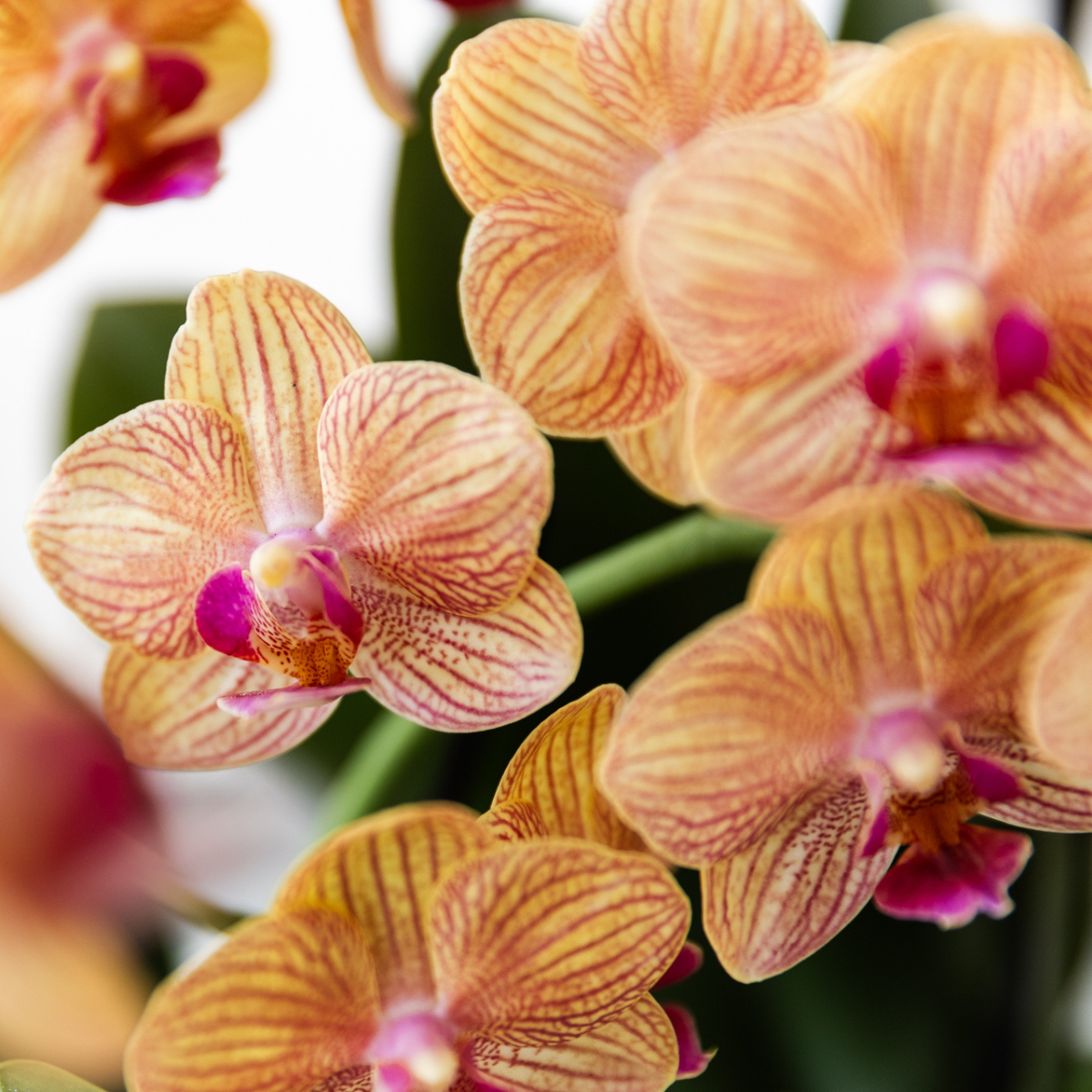 Phalaenopsis-Orchidee Jamaica im Topf Ø9 cm | orange | by Kolibri – Bild 5