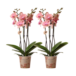 Kolibri Orchids I COMBI DEAL von 2 Phalaenopsis-Orchideen - Pirate Picotee - Topf Ø12cm | Bloeiende kamerplant - vers van de kweker