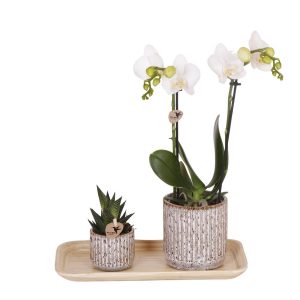Kolibri-Orchideen | Geschenkset Untamed Nature klein | Grüne Pflanze mit weißer Phalaenopsis-Orchidee Amabilis in Jaguar-Ziertöpfen auf Bambusblatt