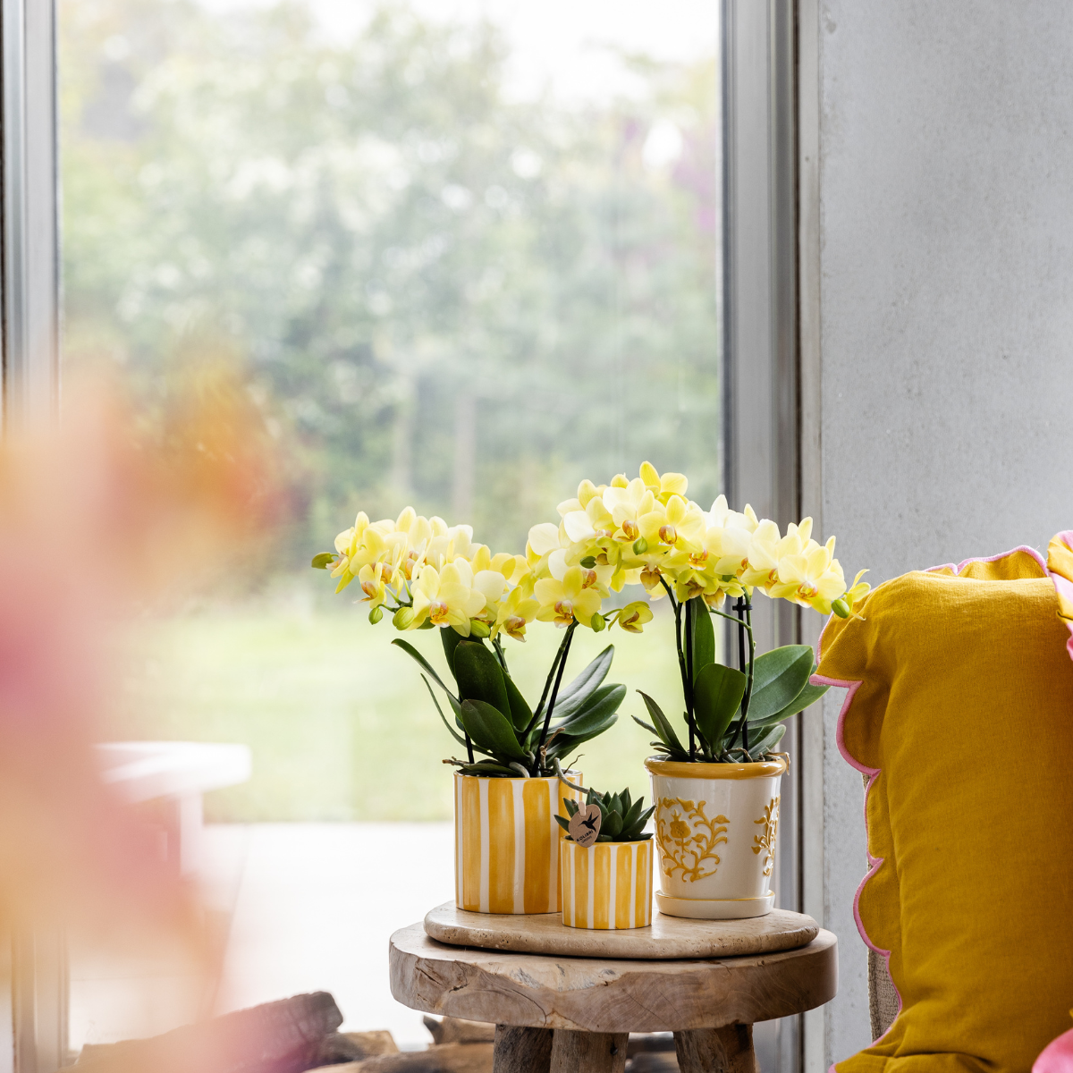 Orchideen & Sukkulenten Set Albenga | mit Topf Ø9 & Ø6 cm | Gelb | by Kolibri – Bild 2