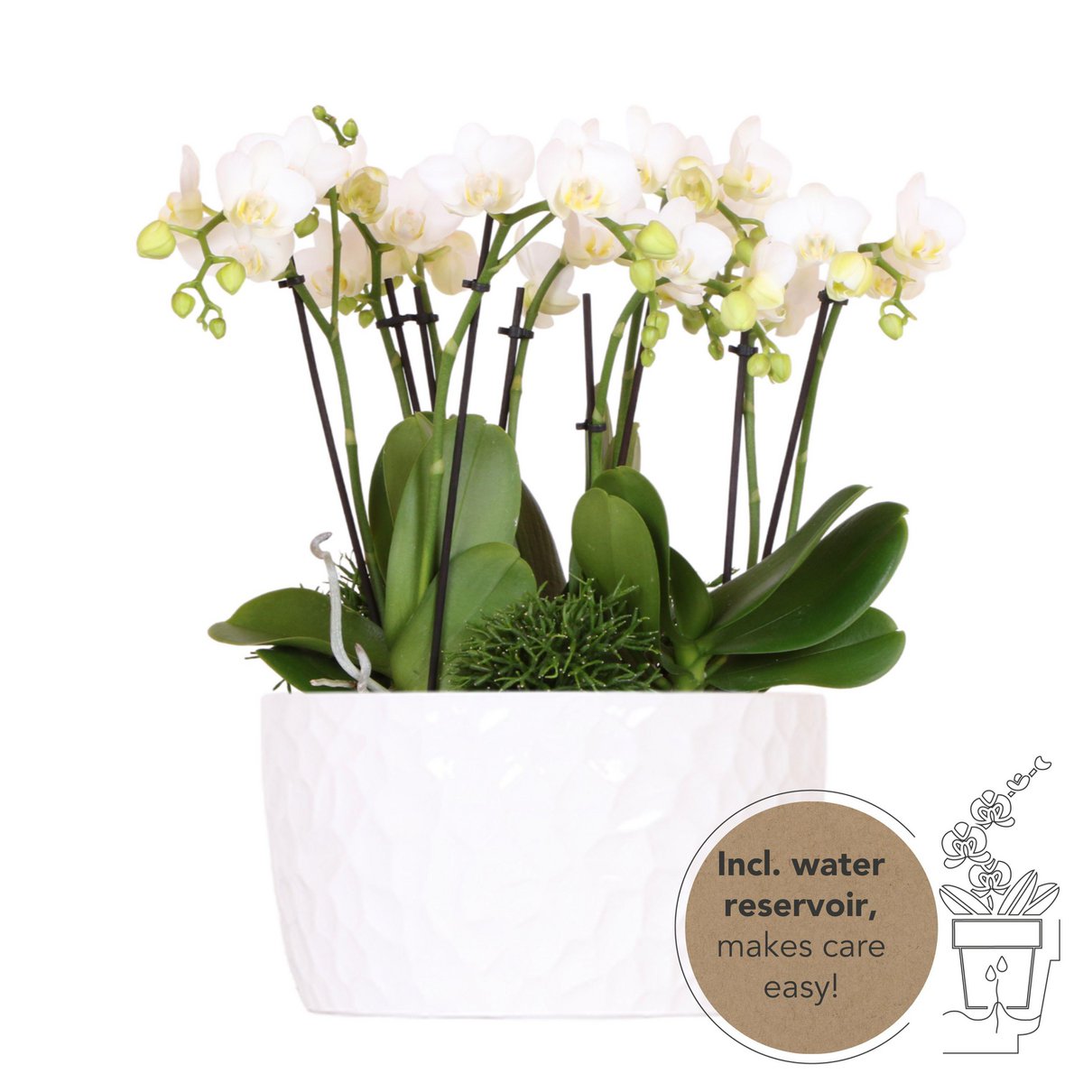 Phalaenopsis-Orchideen Jungle Bouquet | mit Keramik Topf Ø30 cm | Weiß | by Kolibri