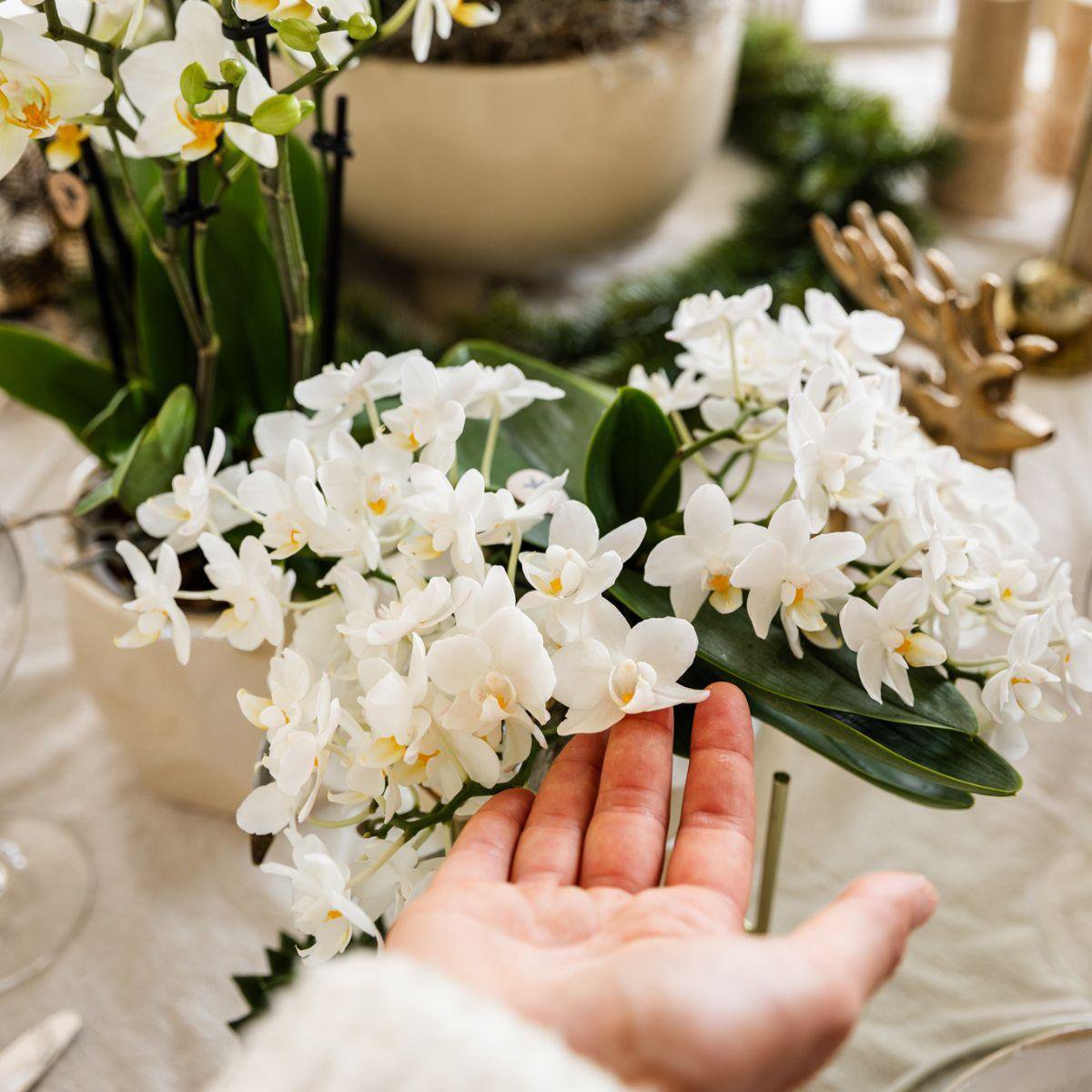 Weiße Orchidee Nazaré | mit Topf Ø9 cm | Weiß | by Kolibri – Bild 6