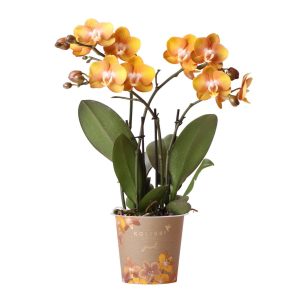 Phalaenopsis -Orchidee Las Vegas | mit Topf Ø12 cm | Orange | by Kolibri