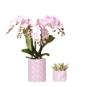 Phalaenopsis Orchidee & Sukkulente | mit Topf Ø9 cm & Ø6 cm | Rosa | by Kolibri