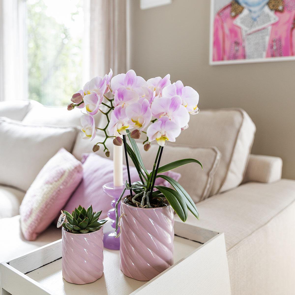 Phalaenopsis Orchidee Portugal | Ø9 cm | Rosa | by Kolibri – Bild 4