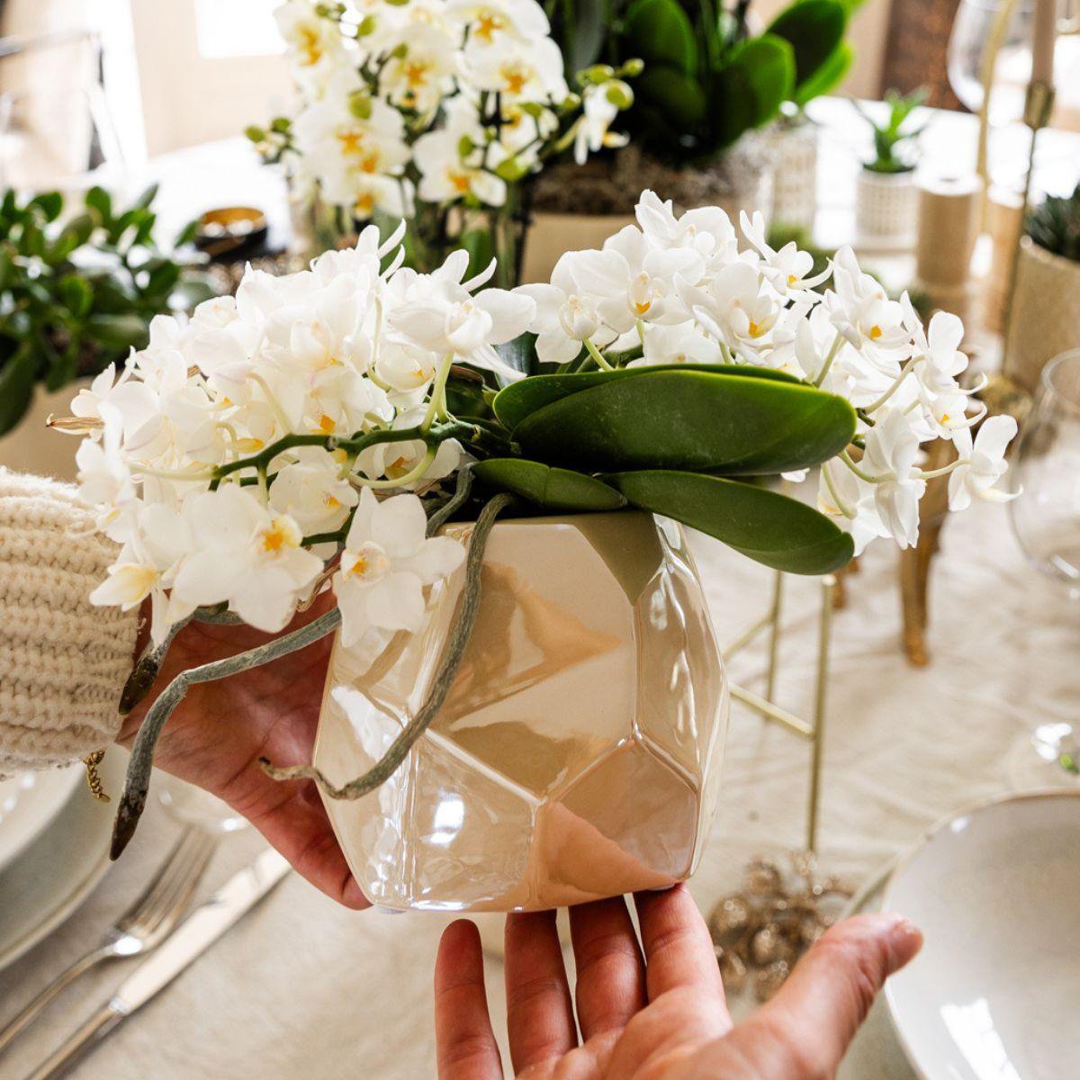 Weiße Orchidee Nazaré | mit Topf Ø9 cm | Weiß | by Kolibri – Bild 2