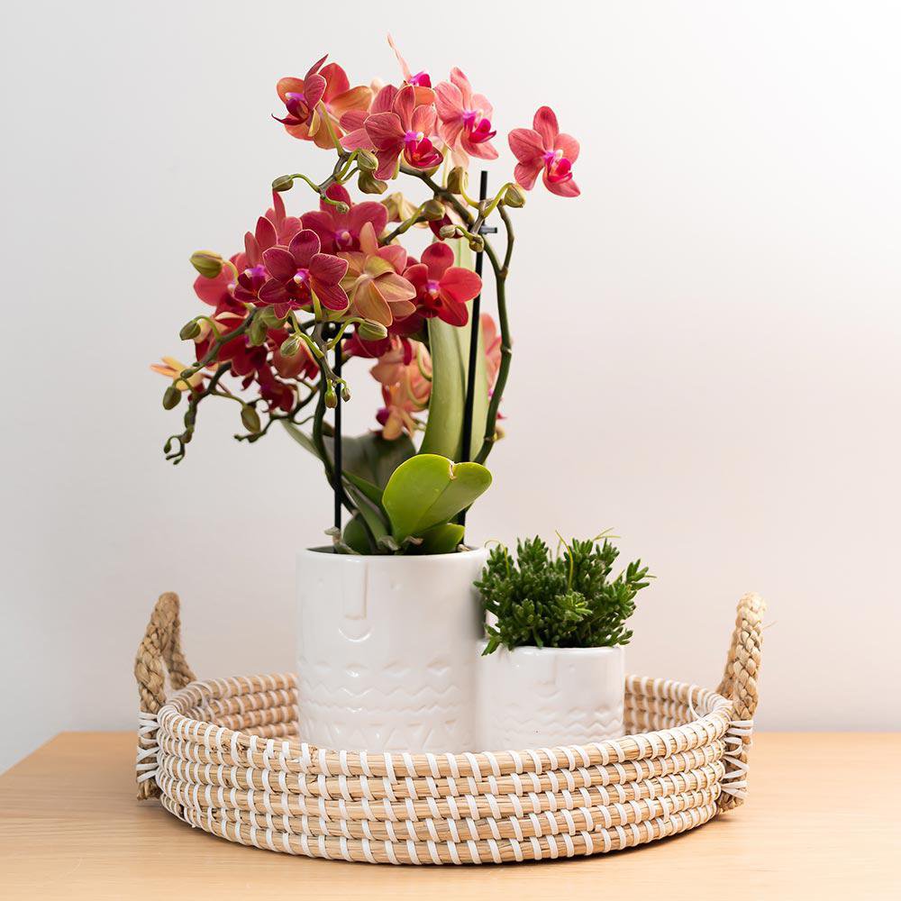 Phalaenopsis-Orchidee Congo | Ø 9 cm | Rot | by Kolibri – Bild 4