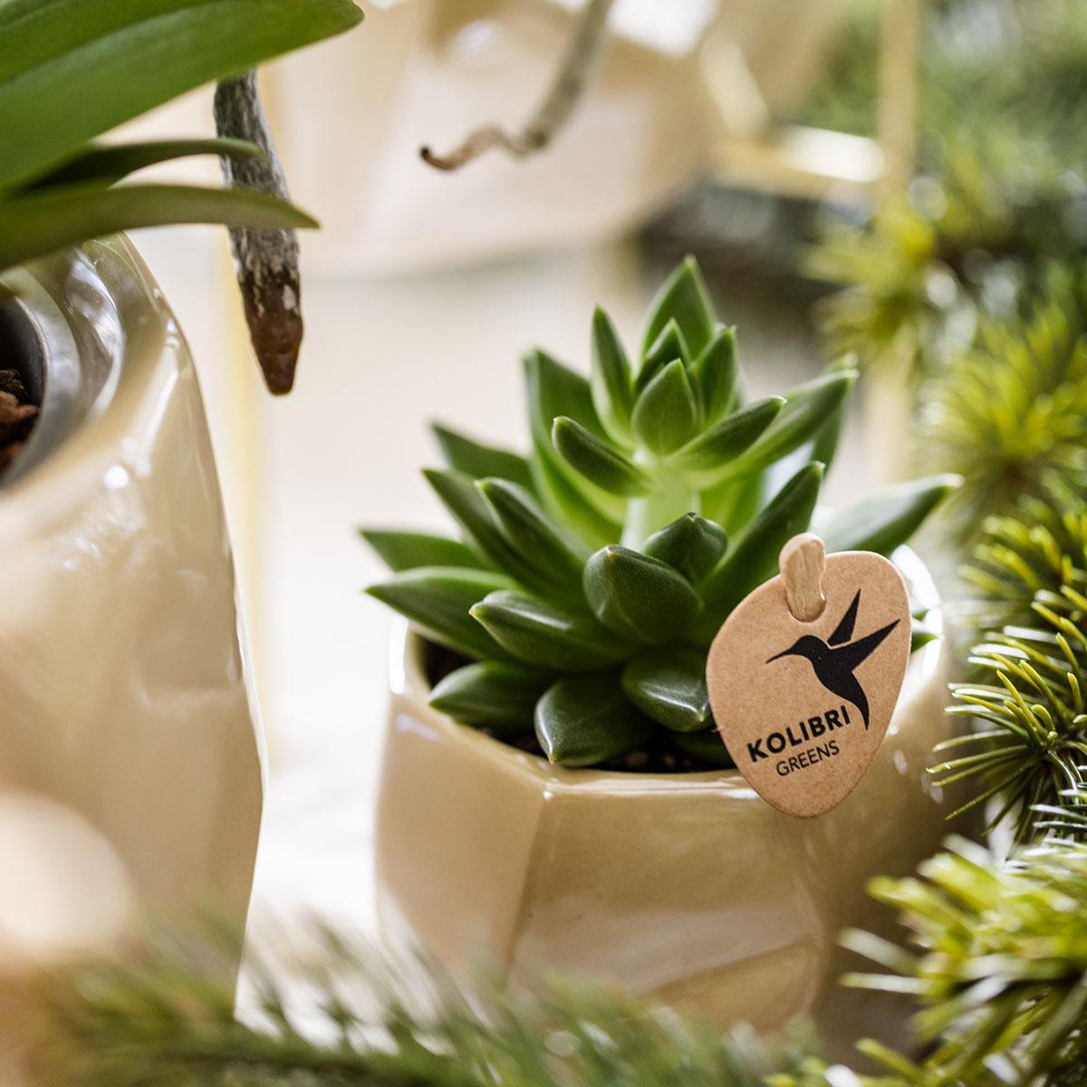 Pflanzen Set 5-tlg. | mit Topf Ø9 & Ø6 cm | Grün | by Kolibri – Bild 7