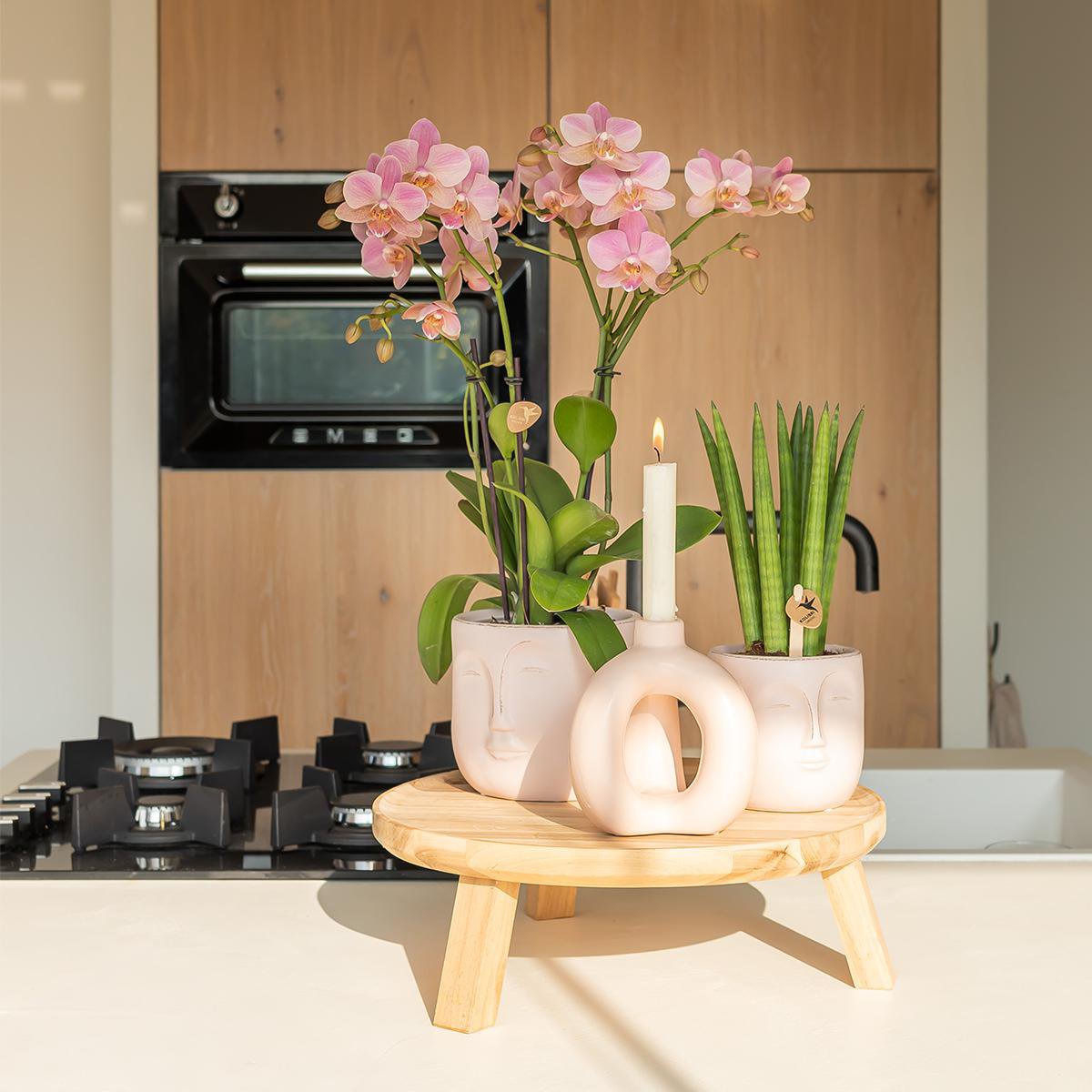 Phalaenopsis Orchidee Treviso | mit Topf Ø9 cm | Rosa | by Kolibri – Bild 4