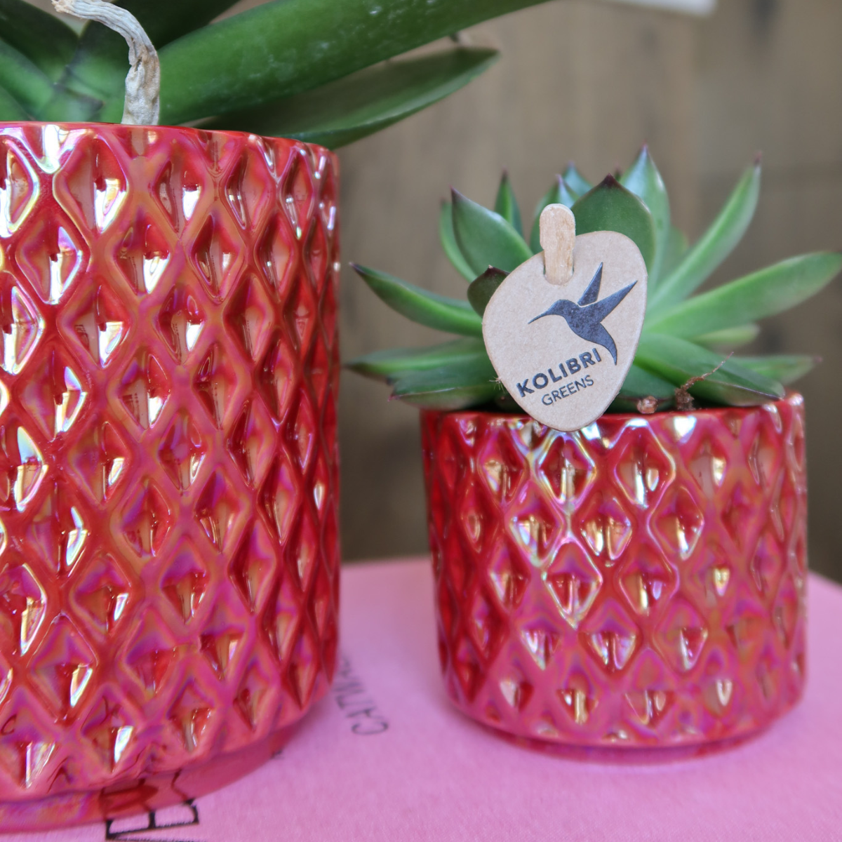 Phalaenopsis Orchidee Congo | mit Topf Ø9 cm | Rot | by Kolibri – Bild 5