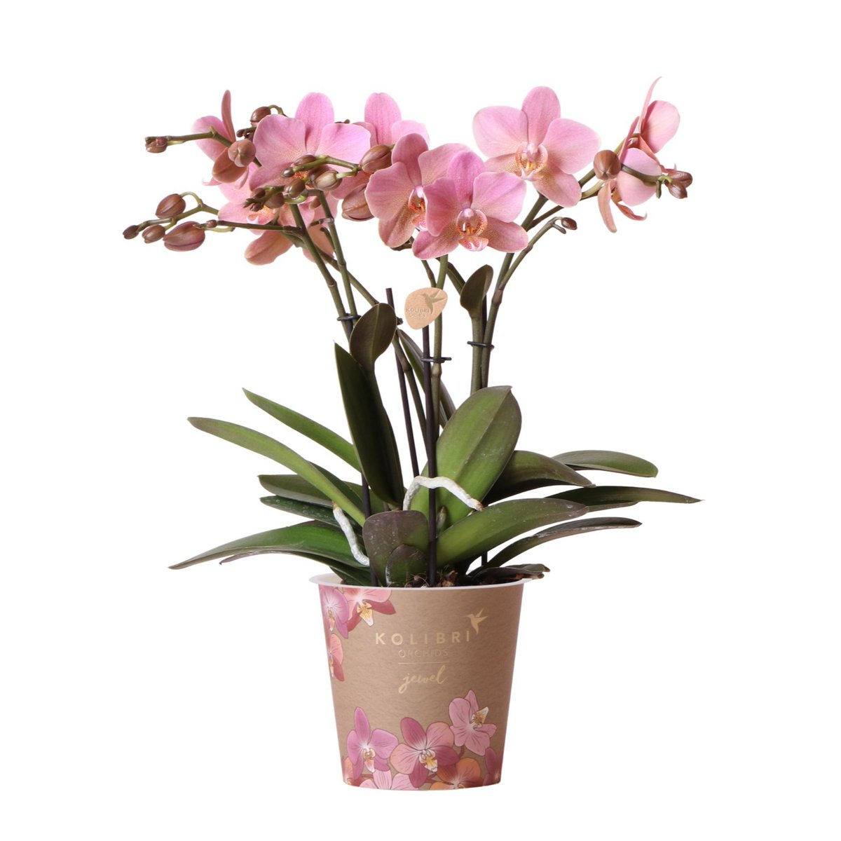 Phalaenopsis Orchidee Treviso | Ø12 cm | Rosa | by Kolibri