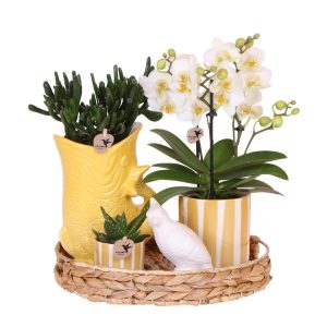 Phalaenopsis-Orchidee | Geschenkset | mit Topf Ø9 & Ø6 cm | Weiß/Gelb | by Kolibri