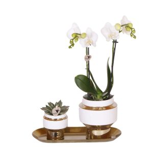 Phalaenopsis-Orchidee & Sukkulenten Set | mit Topf Ø9 & Ø6 cm | Weiß | by Kolibri