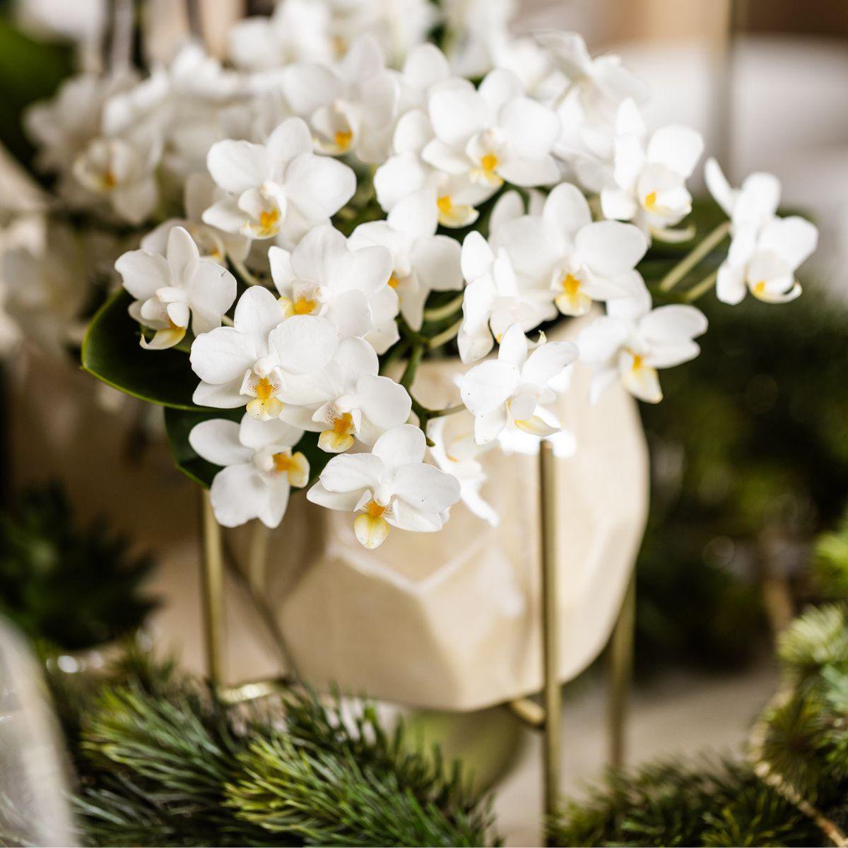 Weiße Orchidee Nazaré | mit Topf Ø9 cm | Weiß | by Kolibri – Bild 3