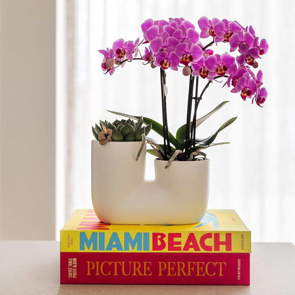 Orchideen & Sukkulenten Set Vienna | mit Topf Ø9 cm | Rosa | by Kolibri – Bild 2