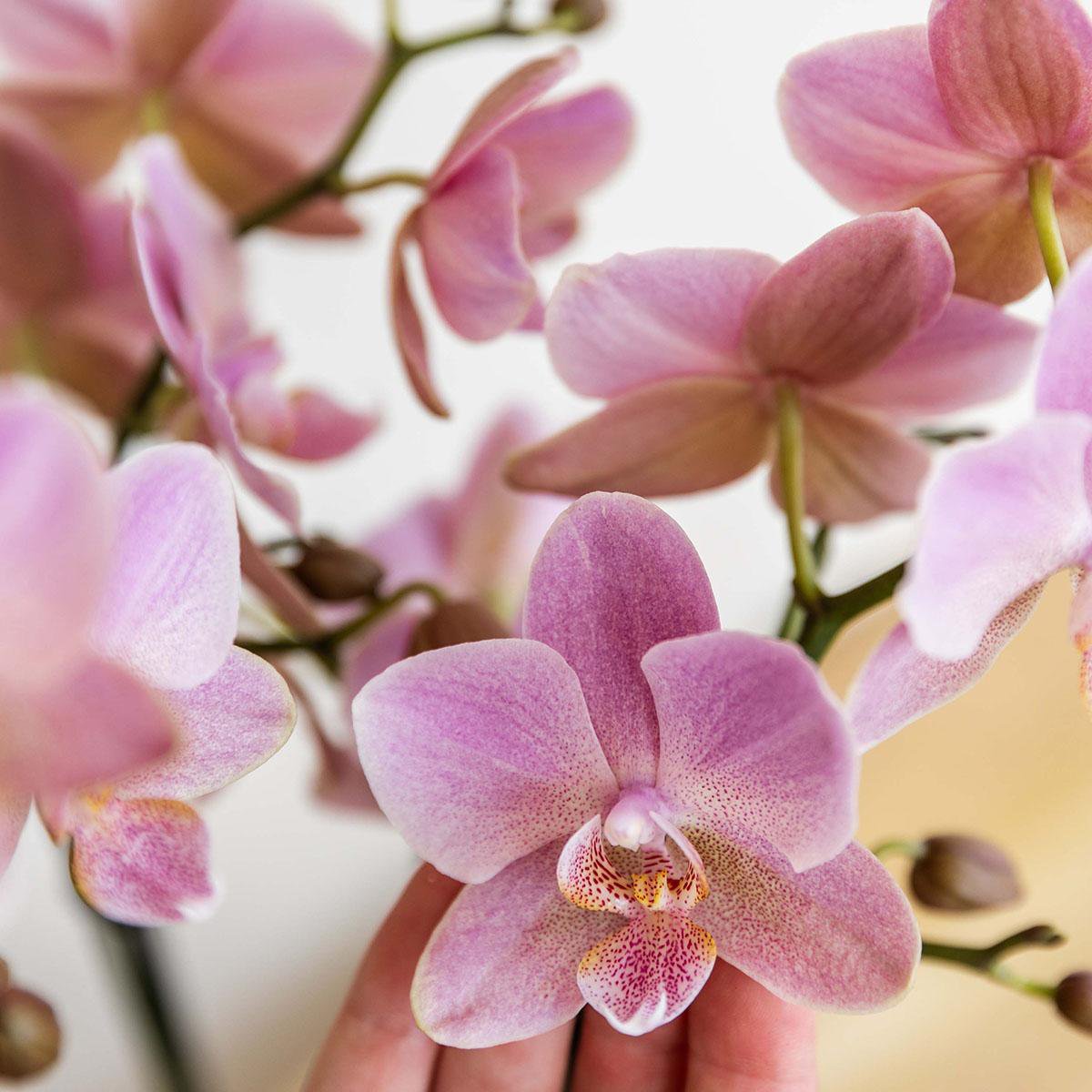 Phalaenopsis Orchidee Treviso | Ø12 cm | Rosa | by Kolibri – Bild 2