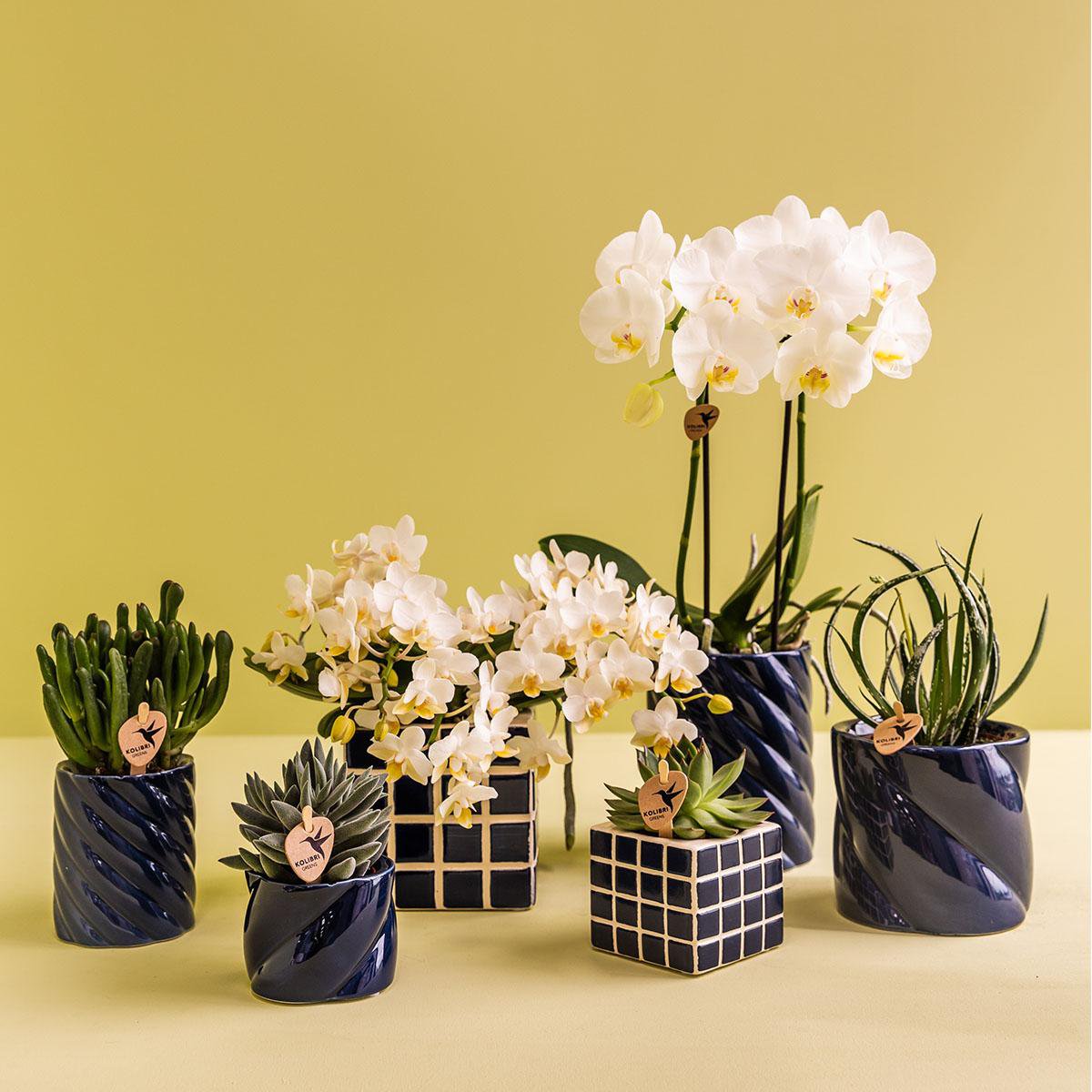 Phalaenopsis Orchidee Amabilis | mit Topf Ø9 cm | Weiß | by Kolibri – Bild 4