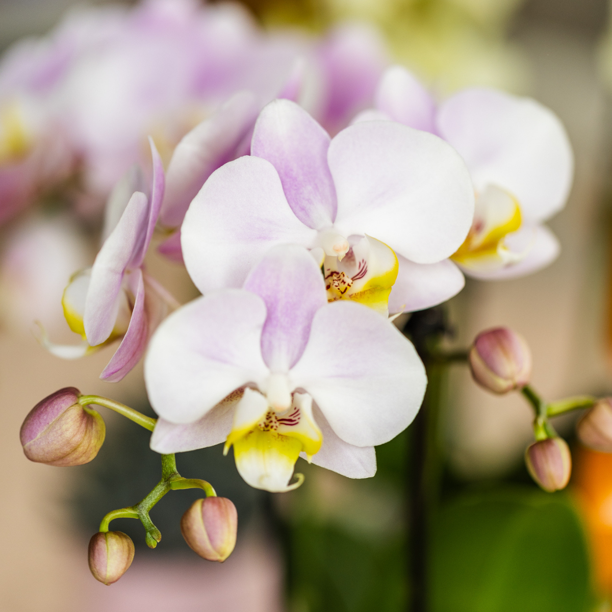 Phalaenopsis Orchidee Portugal | Ø9 cm | Rosa | by Kolibri – Bild 7