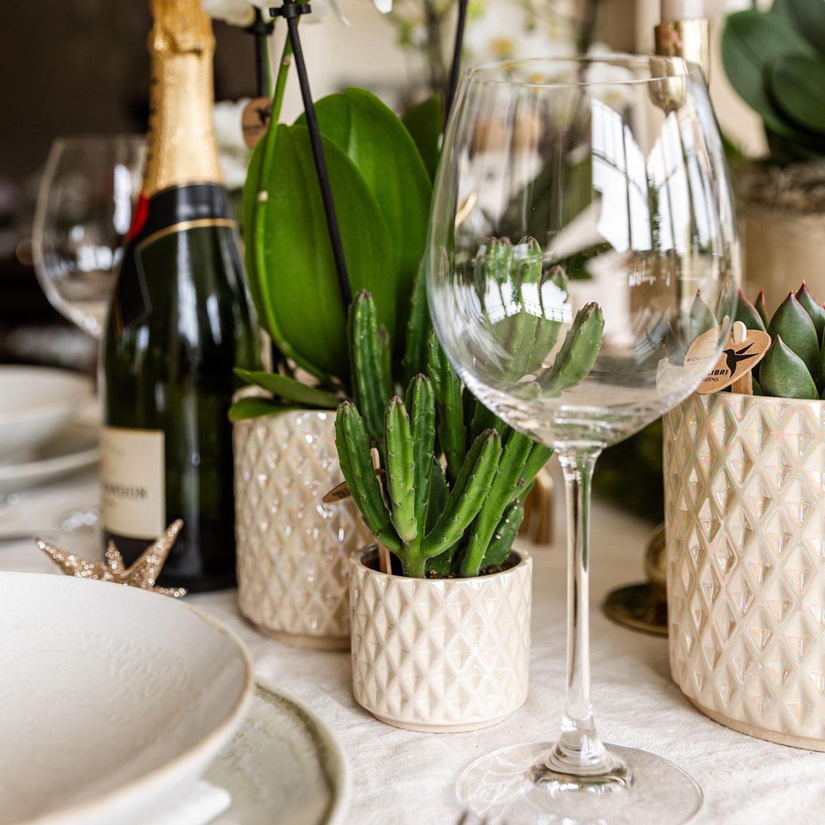 Pflanzen Set 5-tlg. | mit Topf Ø9 & Ø6 cm | Grün | by Kolibri – Bild 5