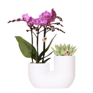 Orchideen & Sukkulenten Set Vienna | mit Topf Ø9 cm | Rosa | by Kolibri