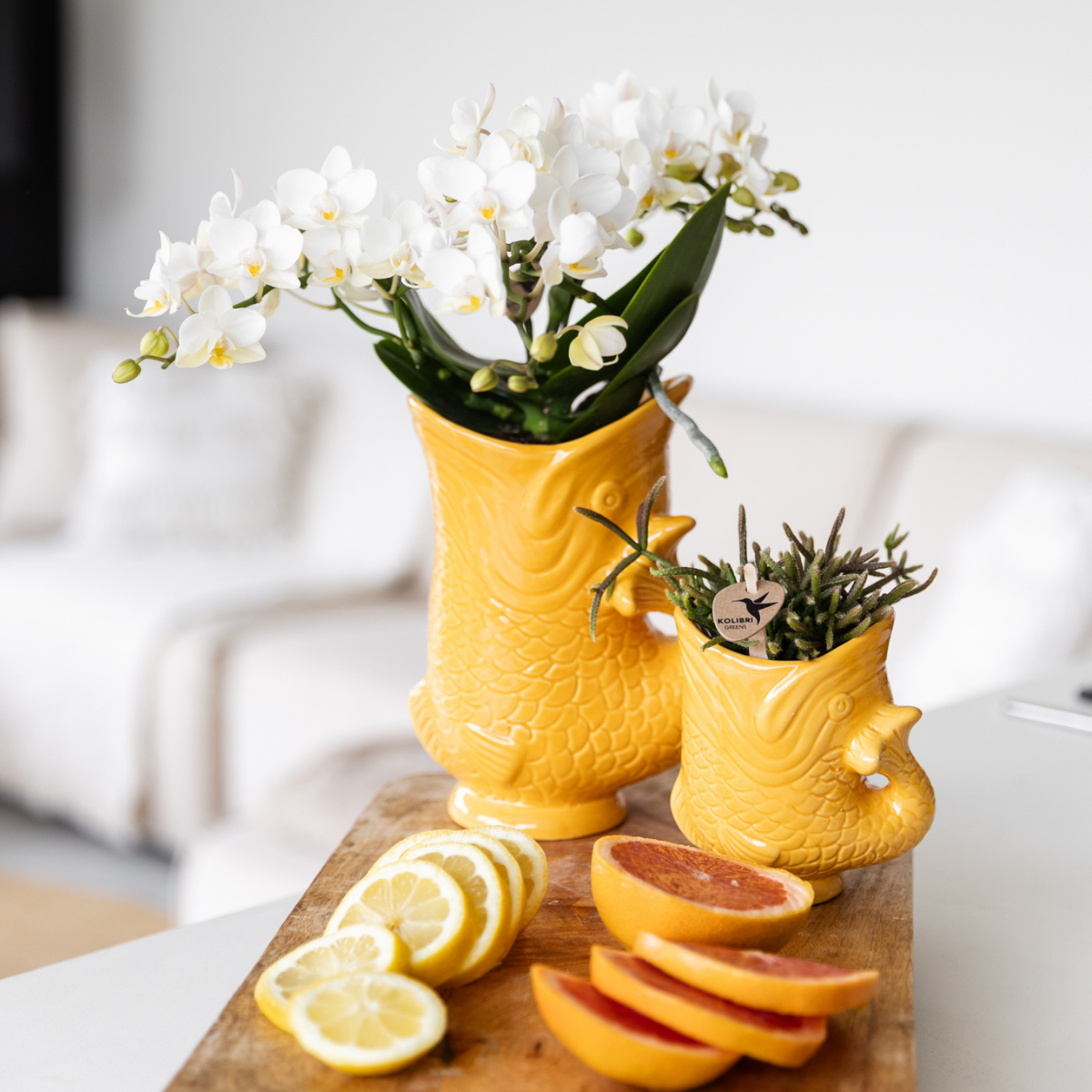 Phalaenopsis Orchidee Nazaré | mit Topf Ø9 cm | Weiß | by Kolibri – Bild 2