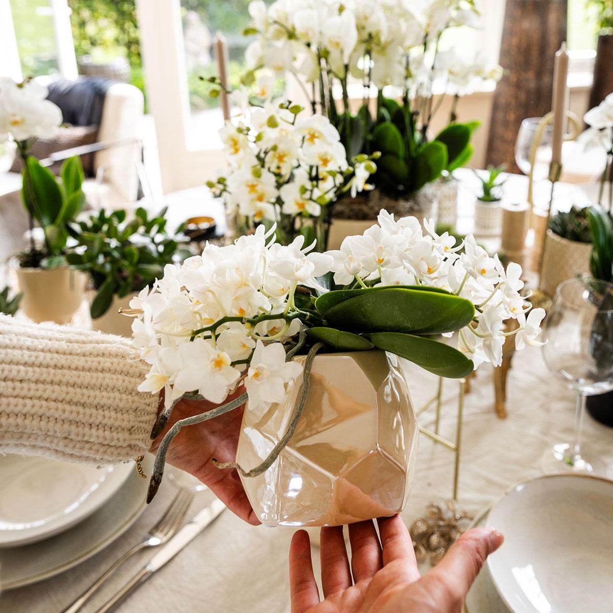 Pflanzen Set 5-tlg. | mit Topf Ø9 & Ø6 cm | Grün | by Kolibri – Bild 2