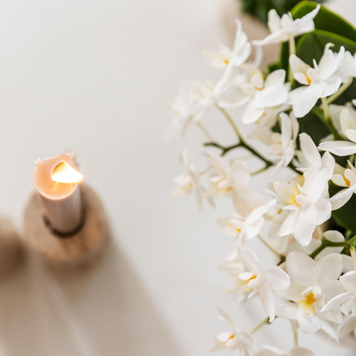 Pflanzen Set 5-tlg. | mit Topf Ø9 & Ø6 cm | Grün | by Kolibri – Bild 8