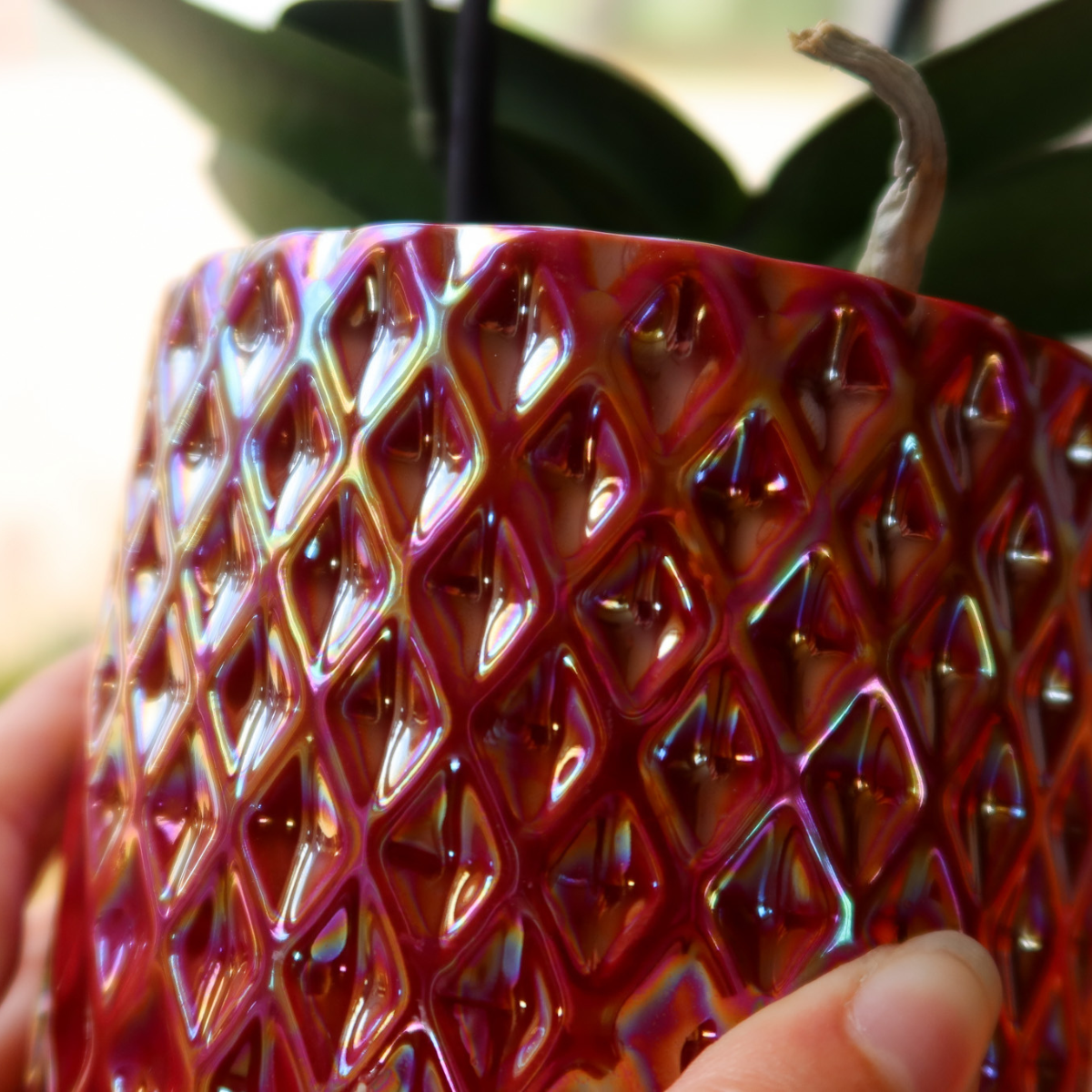 Phalaenopsis Orchidee Congo | mit Topf Ø9 cm | Rot | by Kolibri – Bild 3