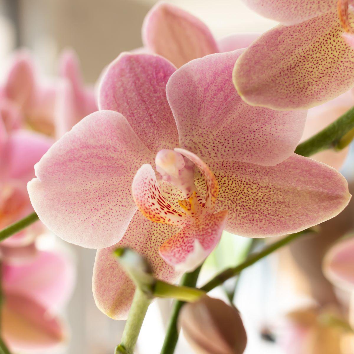 Phalaenopsis Orchidee Treviso | Ø12 cm | Rosa | by Kolibri – Bild 10