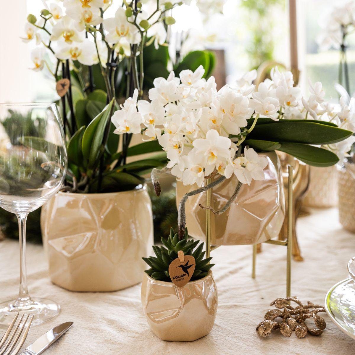 Weiße Orchidee Nazaré | mit Topf Ø9 cm | Weiß | by Kolibri – Bild 4
