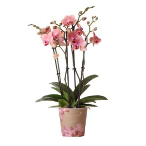 Phalaenopsis Orchidee Juwelpirat Pictee | Ø12 cm | Orange-Rosa | by Kolibri